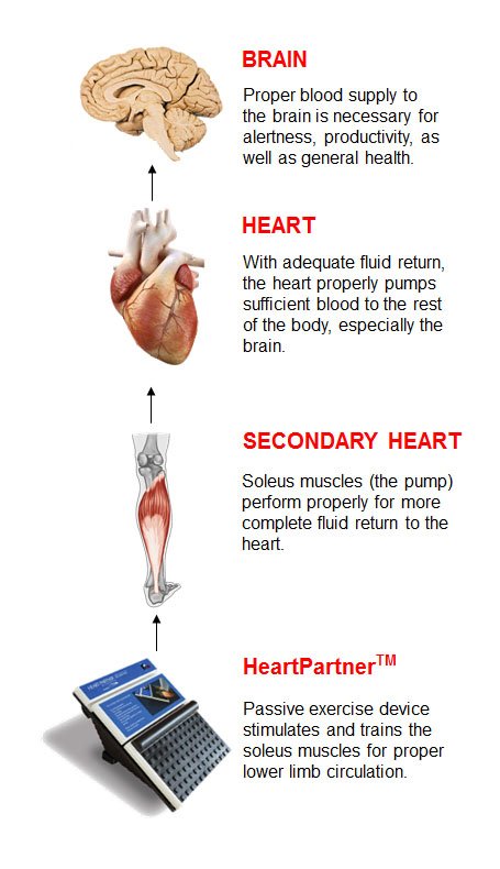 Bloodflow path from legs to brain
